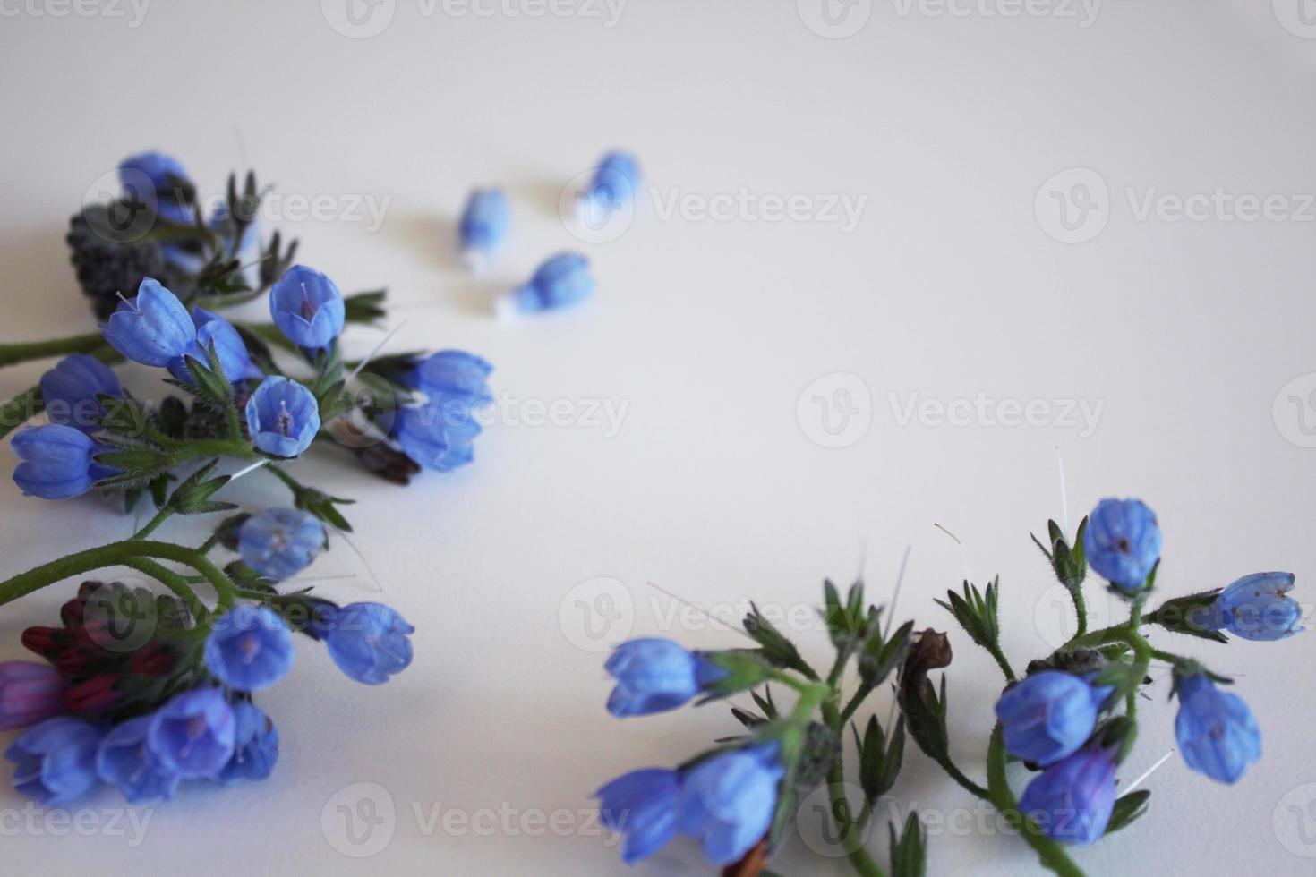 rami di fiori blu su sfondo bianco foto