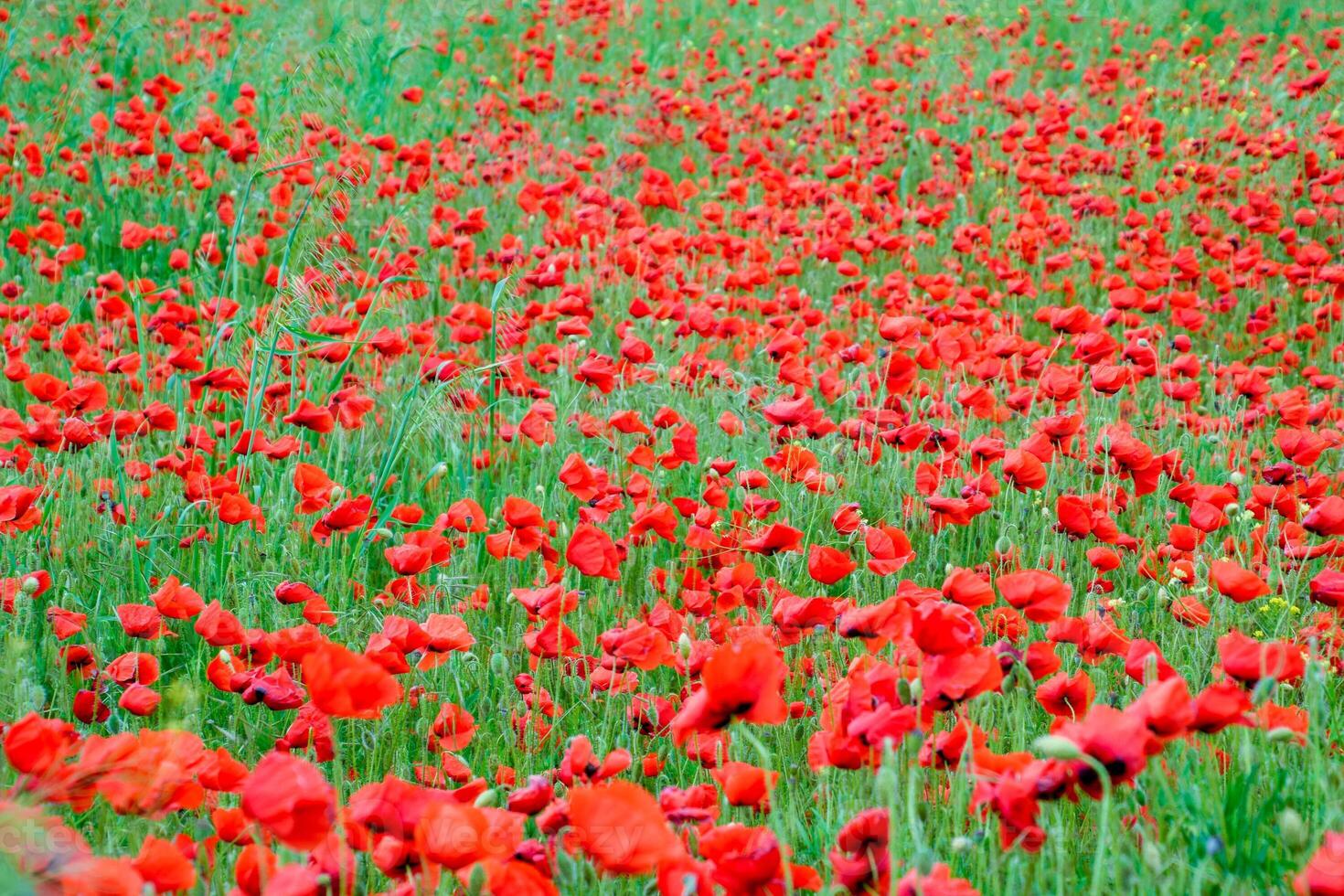 fioritura rosso papavero nel il campo. foto