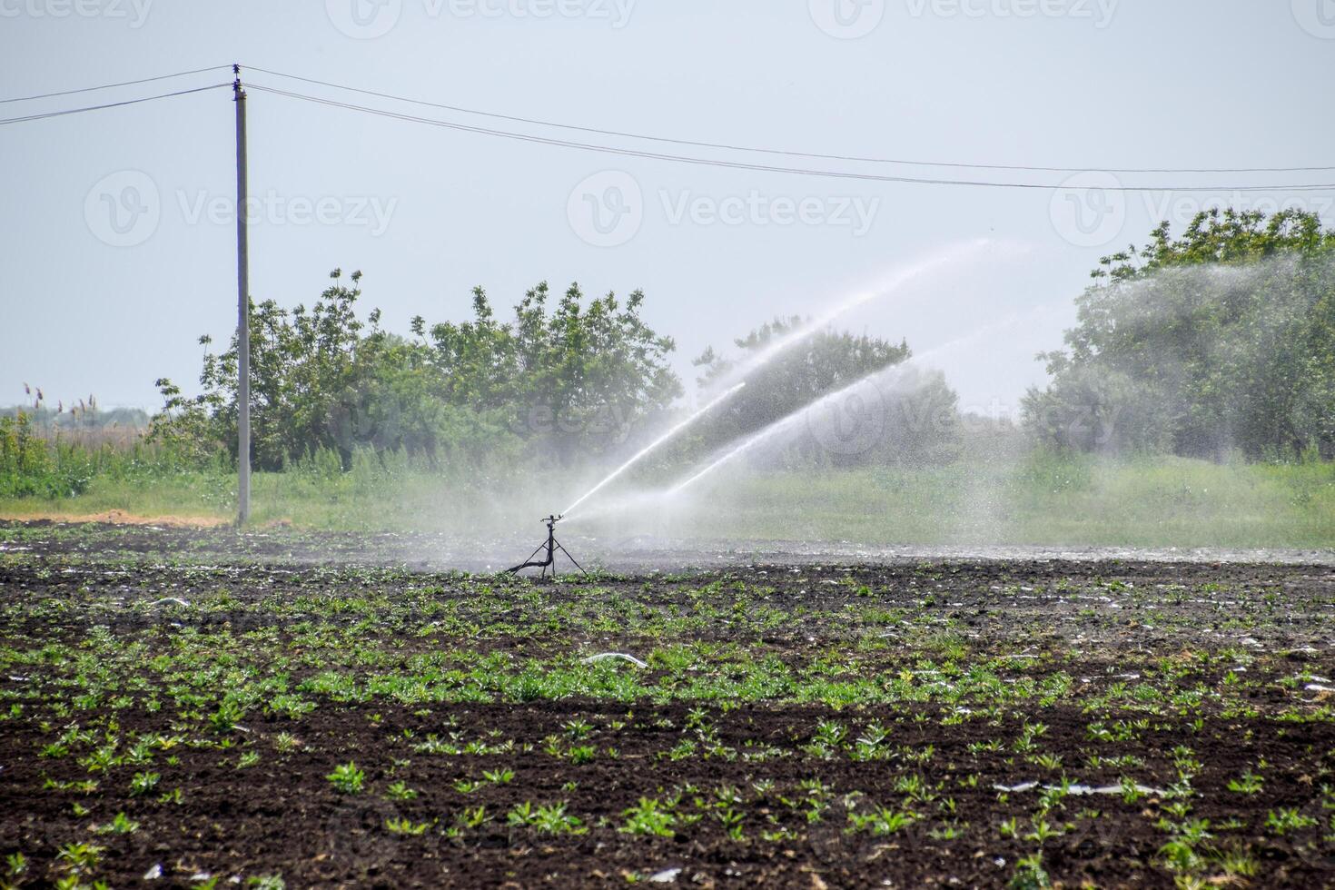 irrigazione sistema nel campo di meloni. irrigazione il campi. spruzzatore foto