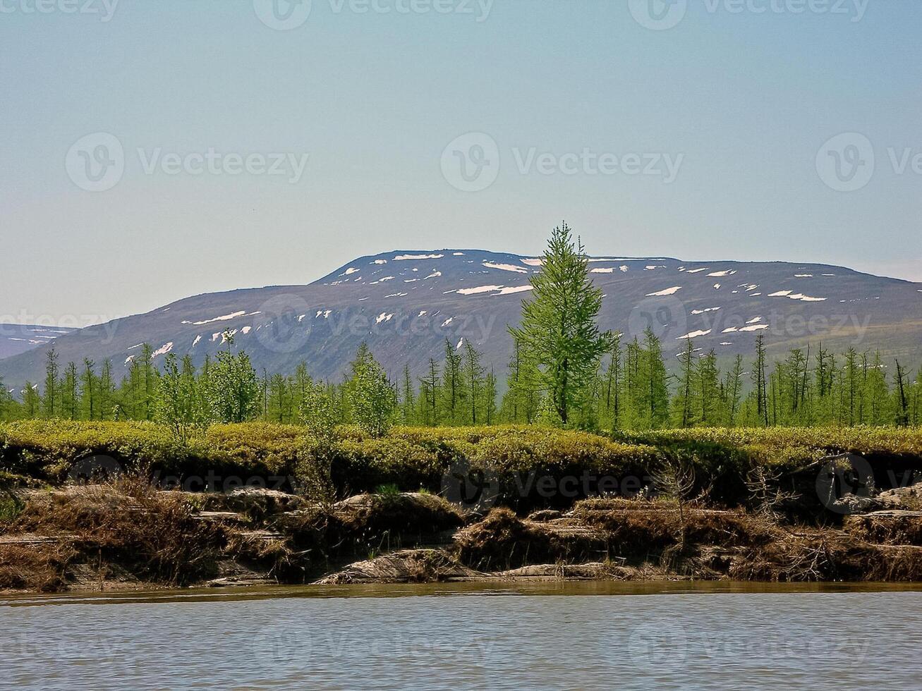 fiume paesaggio. settentrionale renna nel estate foresta. il cielo, gr foto