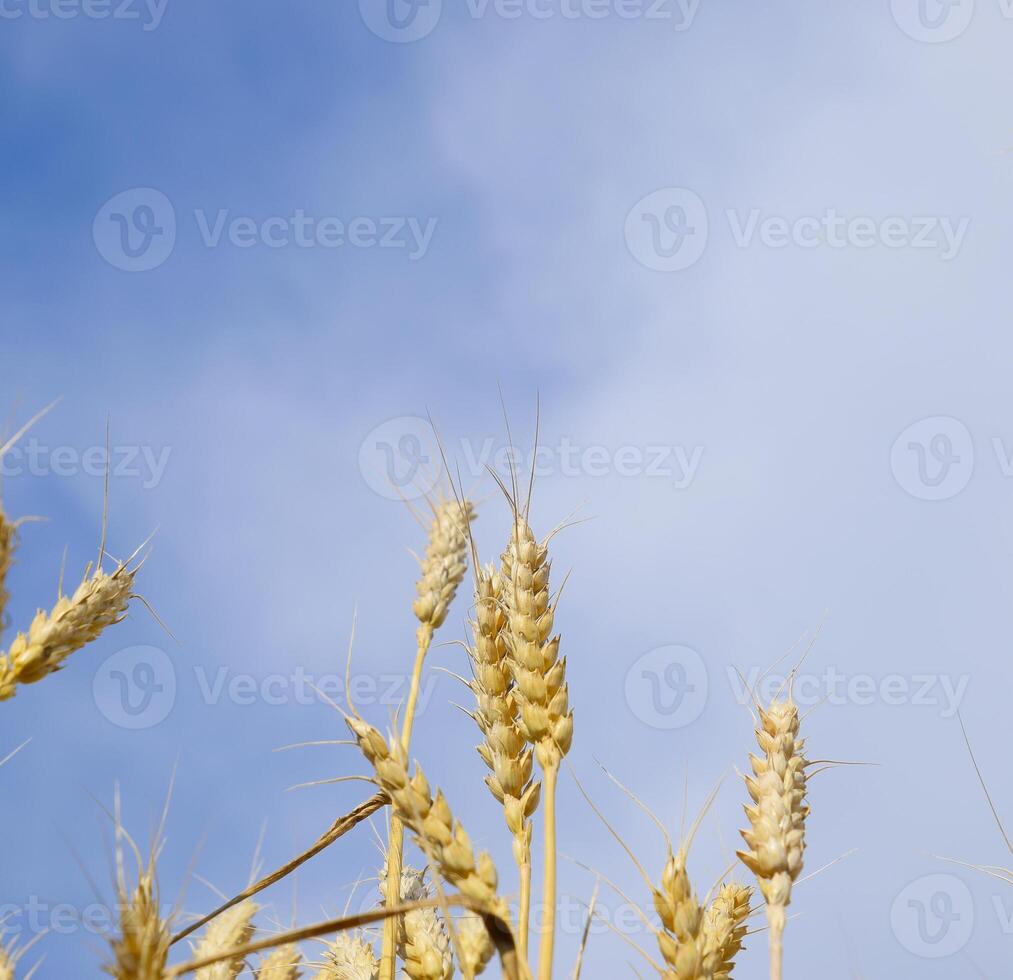 spighette di Grano contro il blu cielo. maturo Grano. foto