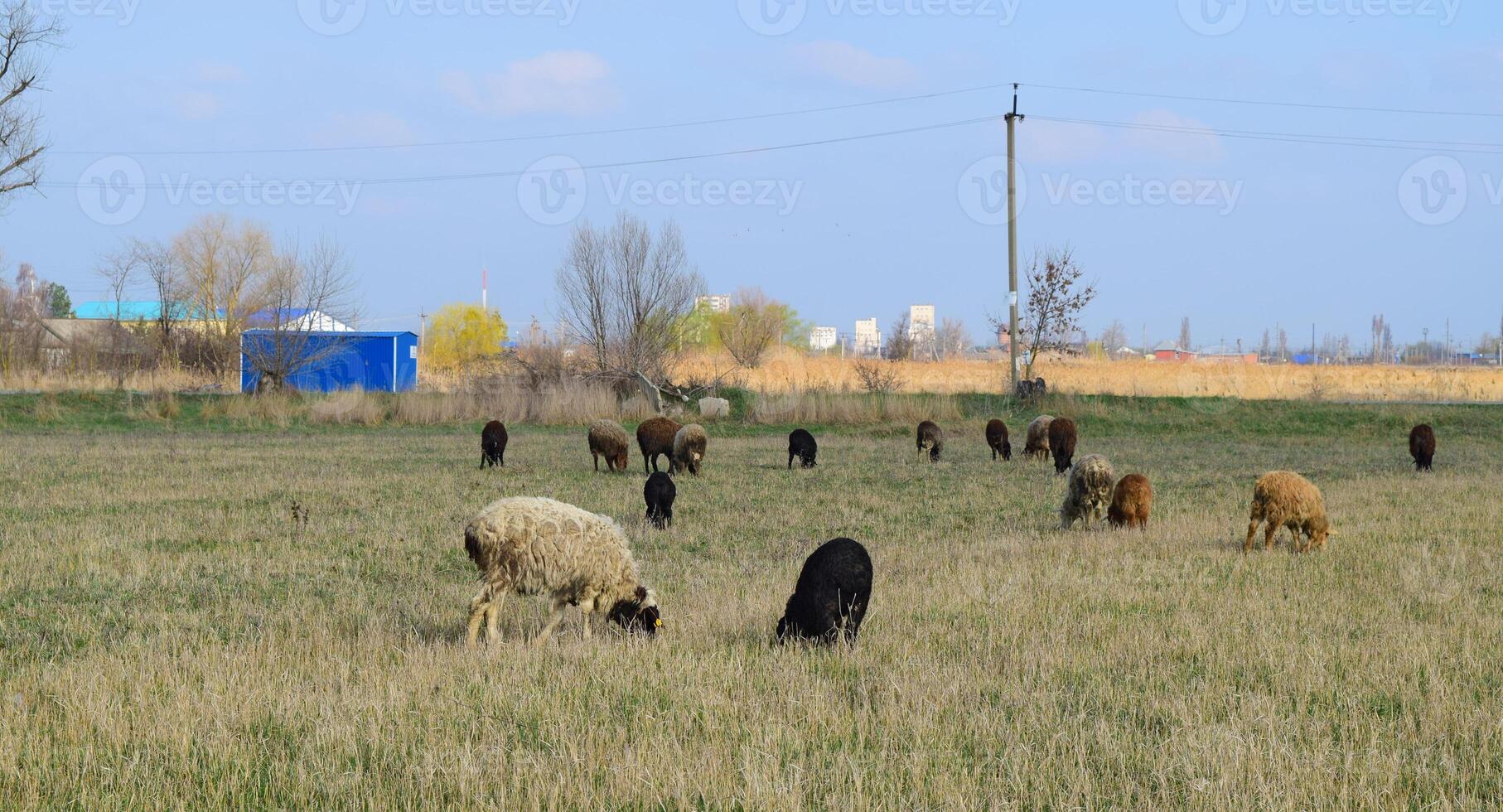 pecore al pascolo foto