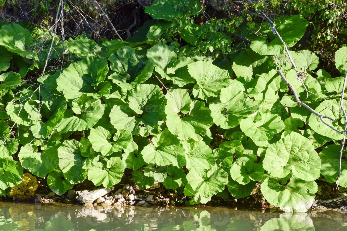 costiero tazza. enorme le foglie di tazze su il fiume banca. foto