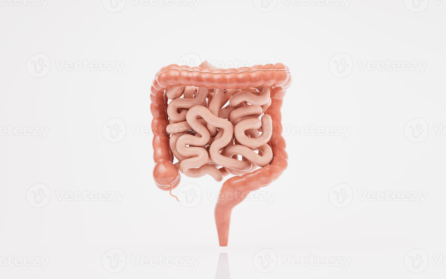 intestinale tratto con digestivo Salute concetto, 3d resa. foto