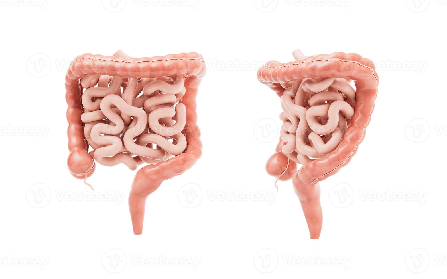 intestinale tratto con digestivo Salute concetto, 3d resa. foto