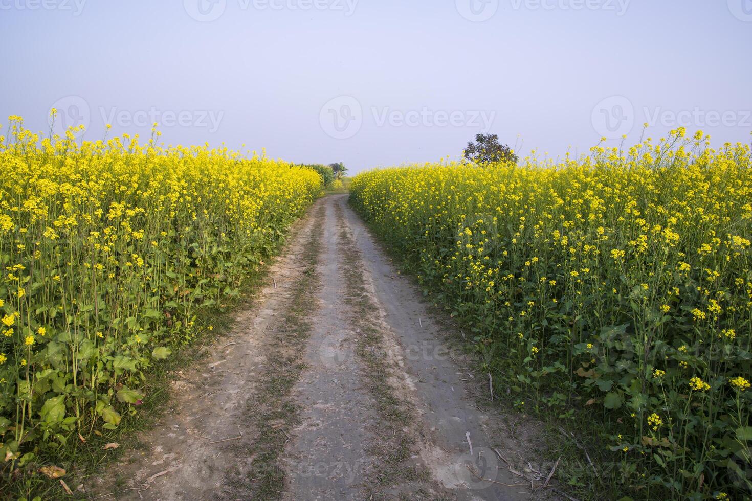 rurale sporco strada attraverso il colza campo con il blu cielo sfondo foto