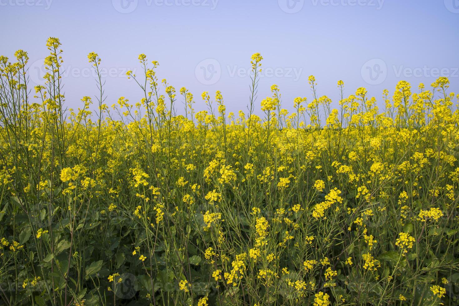 all'aperto giallo colza fiori campo campagna di bangladesh foto