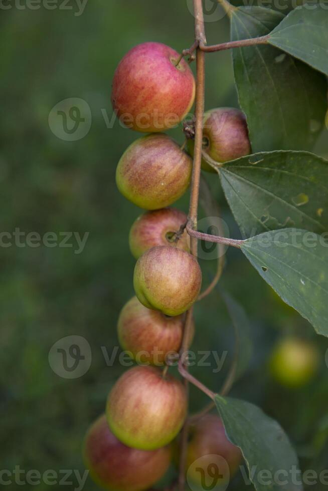 rosso giuggiola frutta o Mela kul boroi su un' ramo nel il giardino. selettivo messa a fuoco con superficiale profondità di campo foto