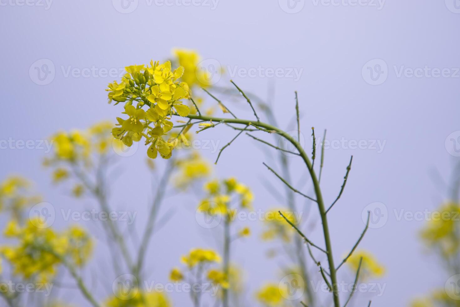 avvicinamento messa a fuoco un' bellissimo fioritura giallo colza fiore con blu cielo sfocato sfondo foto