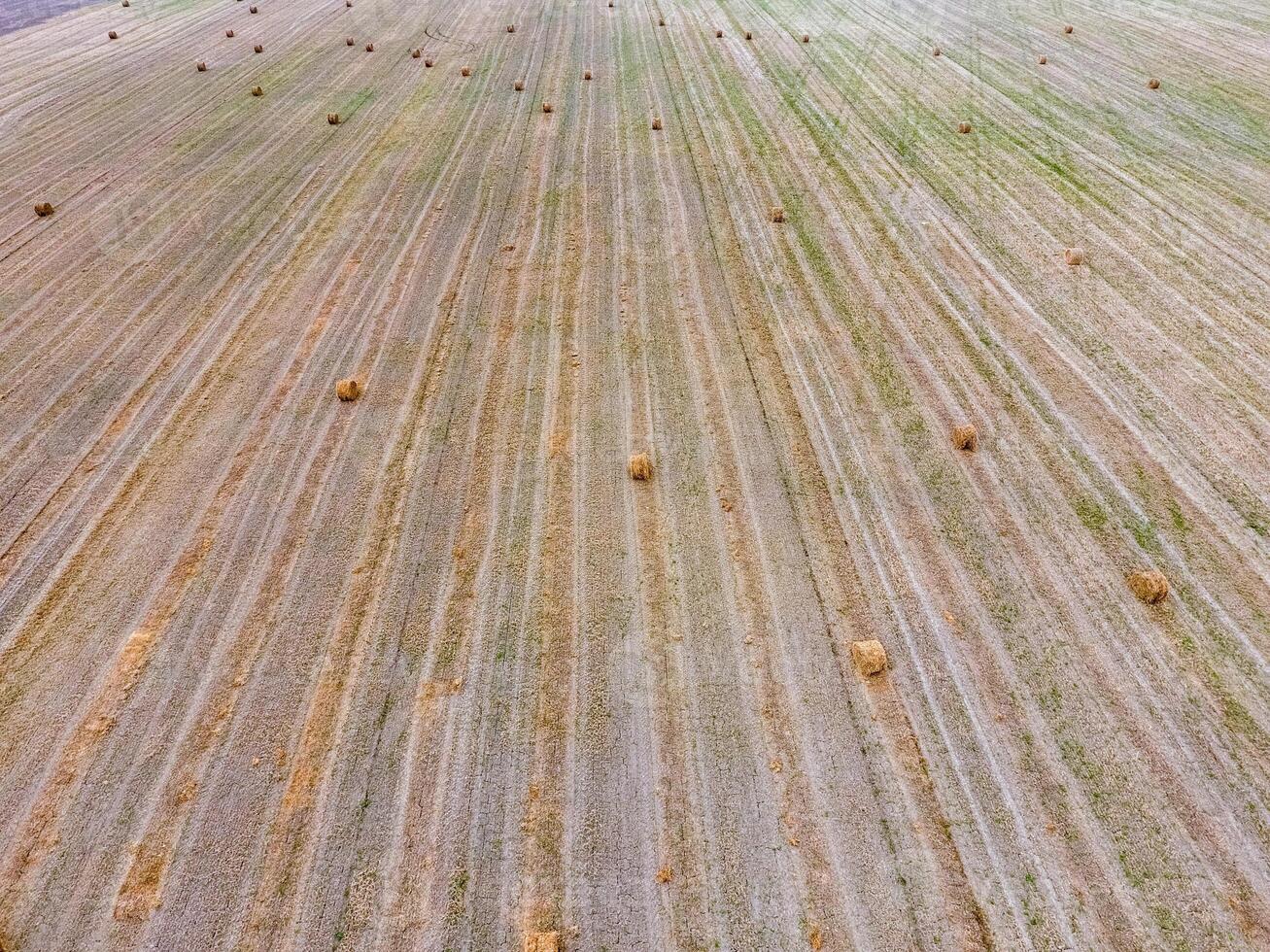 balle di fieno nel il campo. raccolta fieno per bestiame alimentazione. paesaggio campo con fieno foto