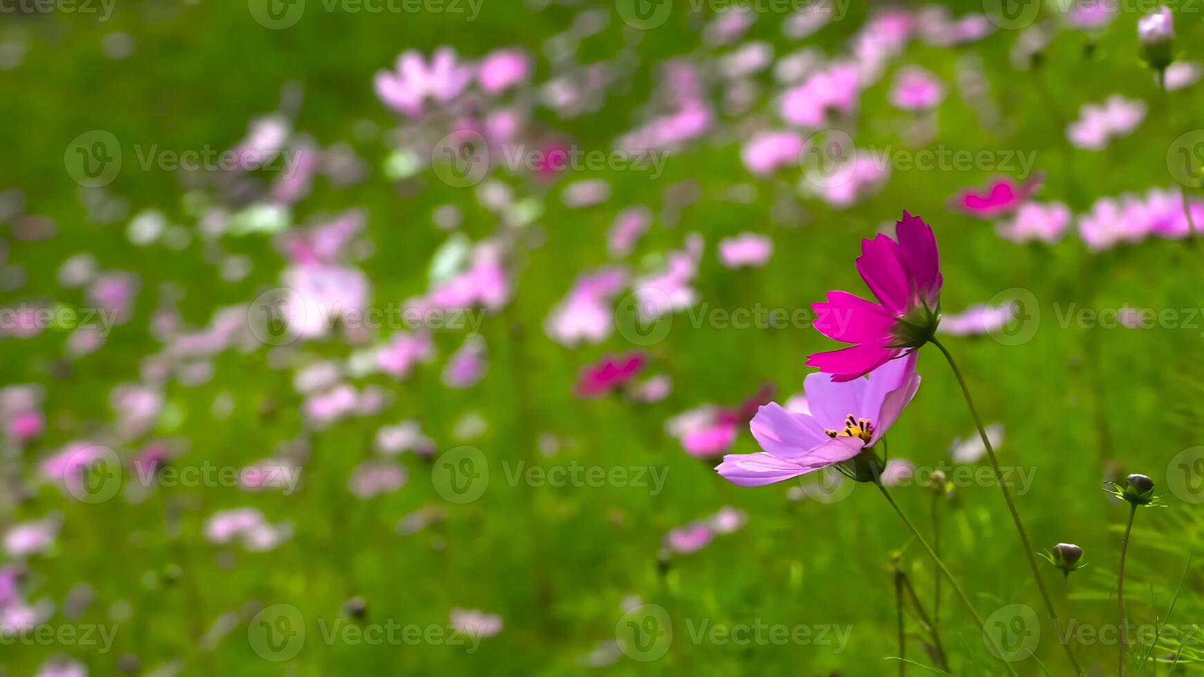 cosmo fiori nel il giardino con morbido messa a fuoco, bellissimo natura sfondo. foto