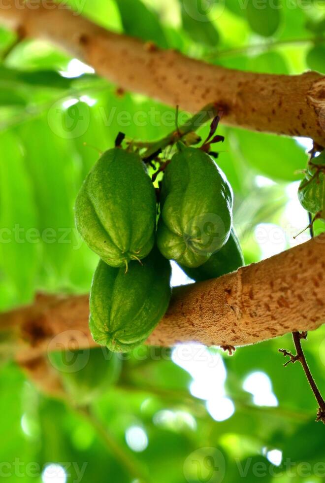 averrhoa bilimbi acida degustazione frutta Usato come un' complemento per spezie foto