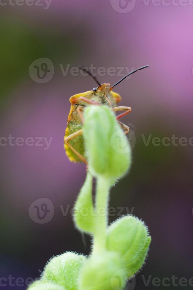 macro bellissimo insetto si siede su un' bocca di leone fiore macro fotografia di insetti foto