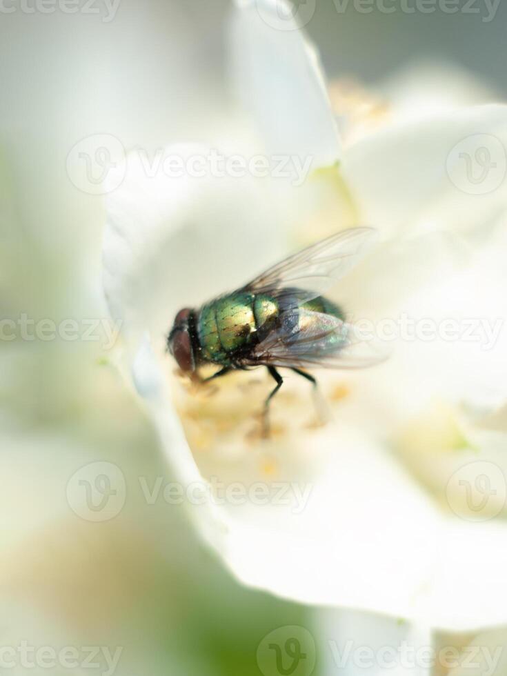 verde volare si siede su un' gelsomino fiore e lavaggi un insetto nel natura avvicinamento foto