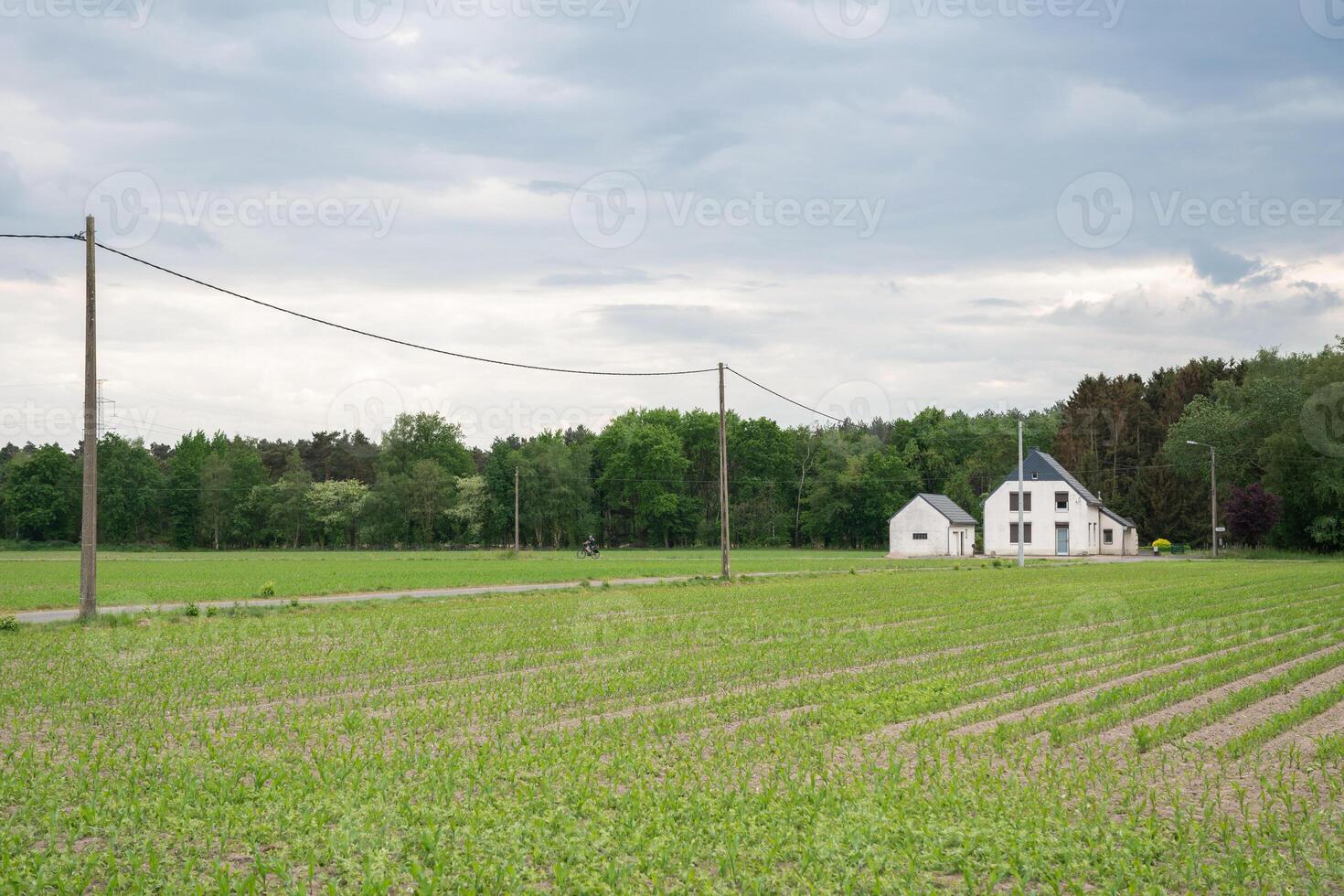 un' rurale paesaggio con un' campo seminato con Mais e un' piccolo bianca Casa foto