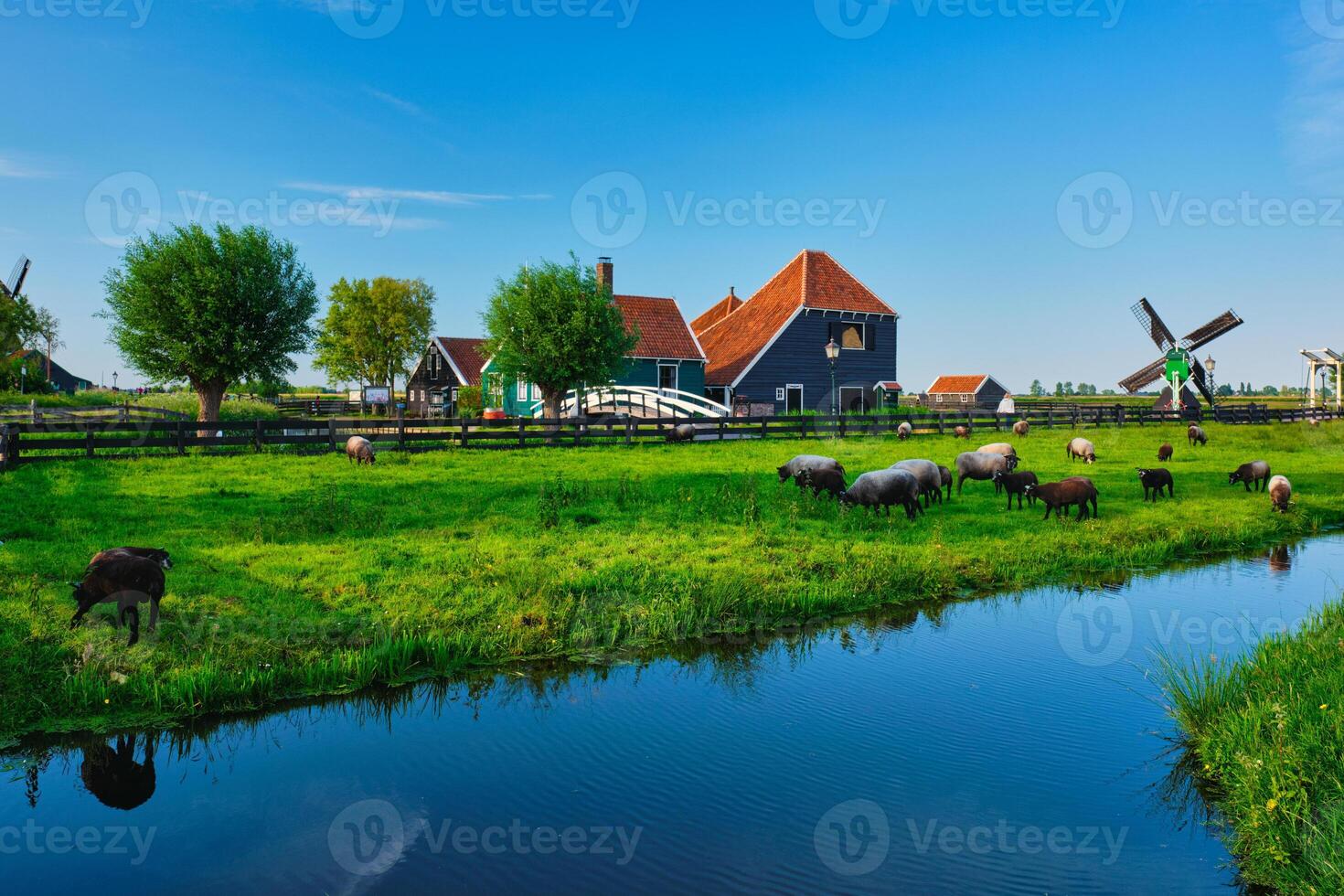 pecore pascolo vicino azienda agricola case nel il Museo villaggio di zaanse foto