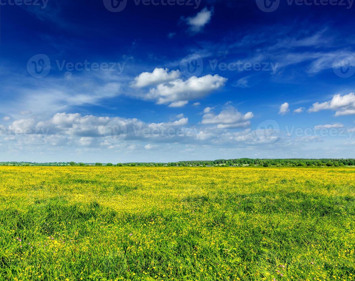 primavera estate sfondo - fioritura campo prato foto