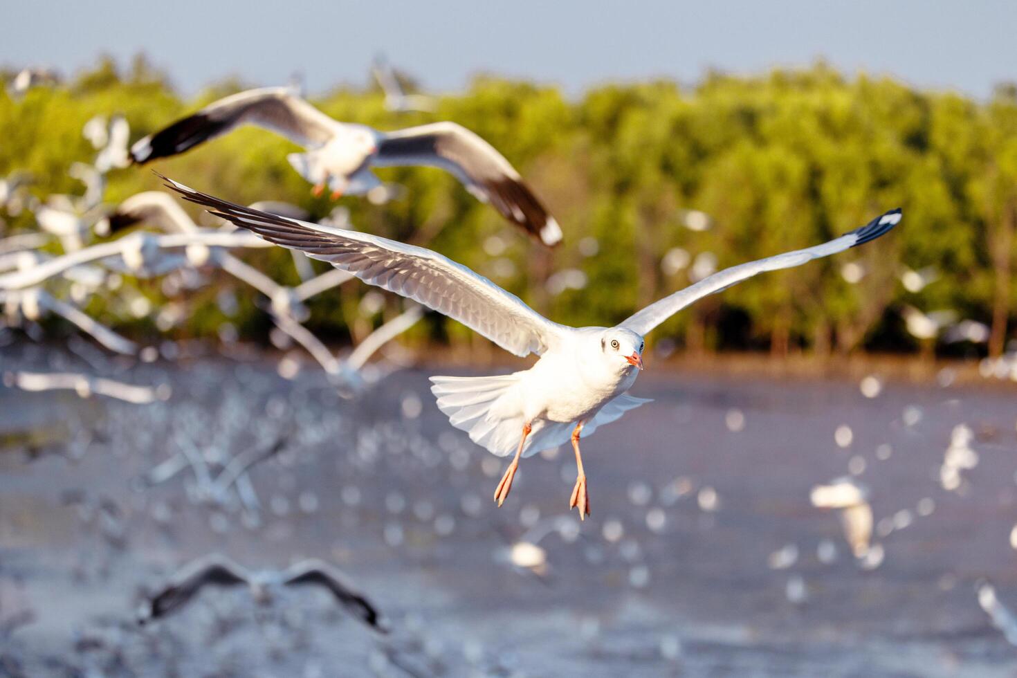 gabbiani volante nel il cielo uccelli marini, gabbiani. avvicinamento gabbiano sparo. natura di natura a scoppio pu ricreazione centro Samut Prakan Tailandia. foto