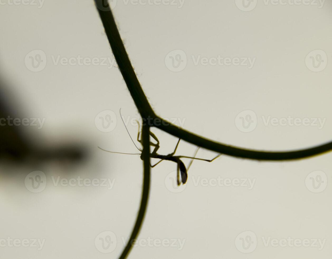 larva di il mantide. ninfa mantide, in crescita insetto. foto