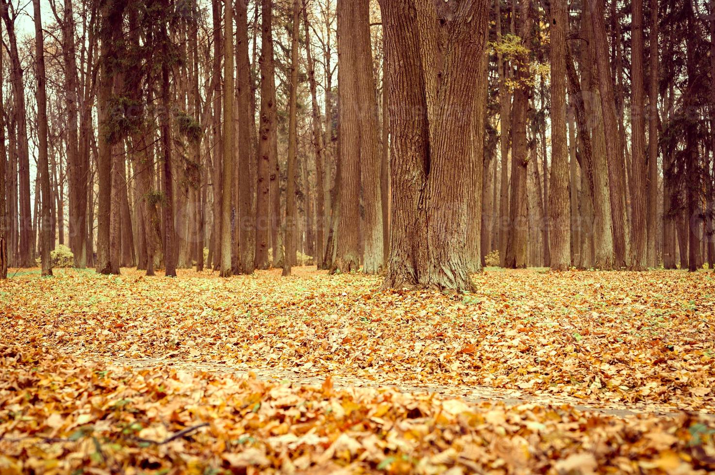 autunno dorato autunno foto