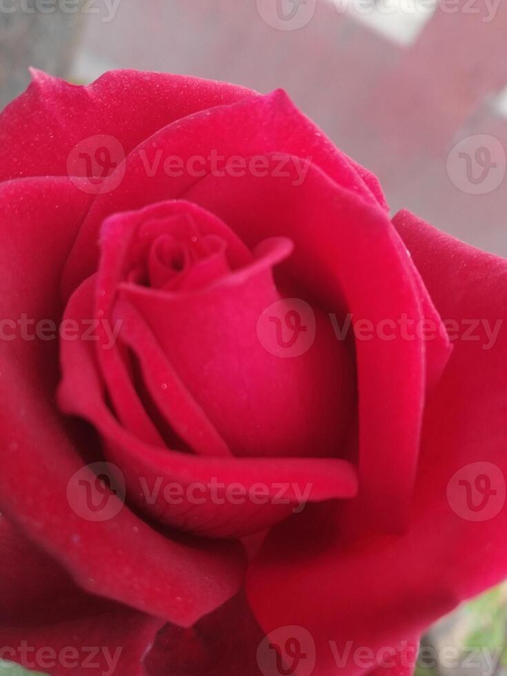 fiore rosso rosa, verde le foglie un' arazzo di Rose saluto carta diletto foto