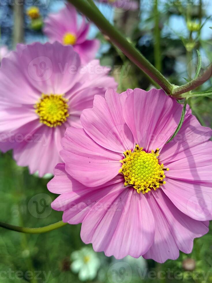 tropicale arazzo cosmo fiori nel vivente colore natura del desktop 4k sfondo foto