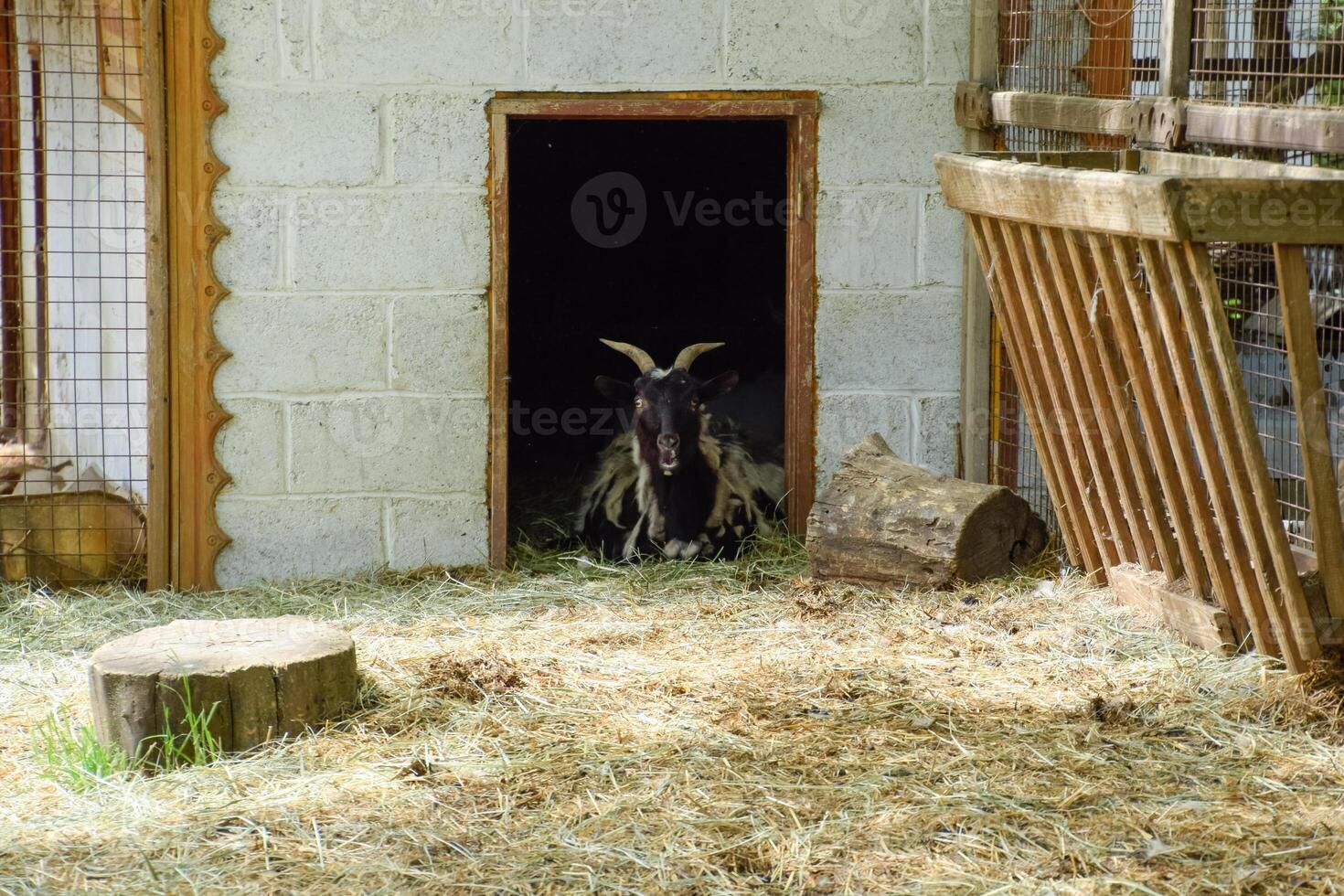 il capra nel il capannone bugie a il Entrata. un' domestico capra foto