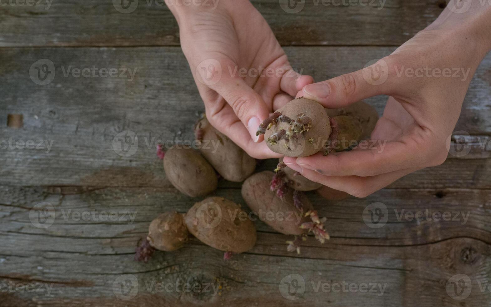 femmina mani hold patate con germogli su un' di legno sfondo. seme patate per piantare foto