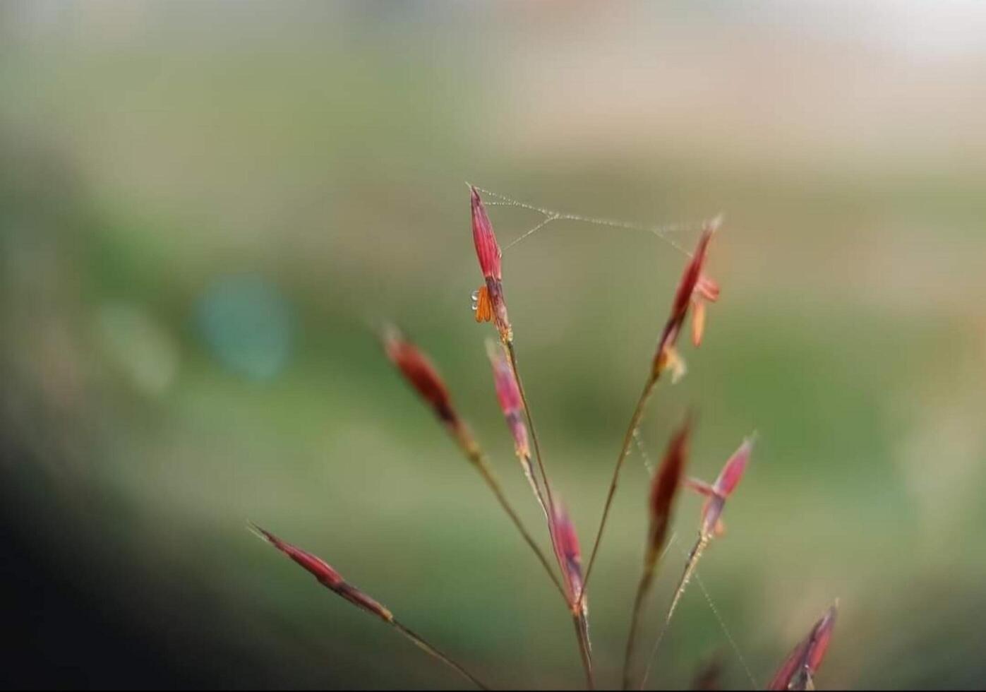 bellissimo fioritura fiore foto