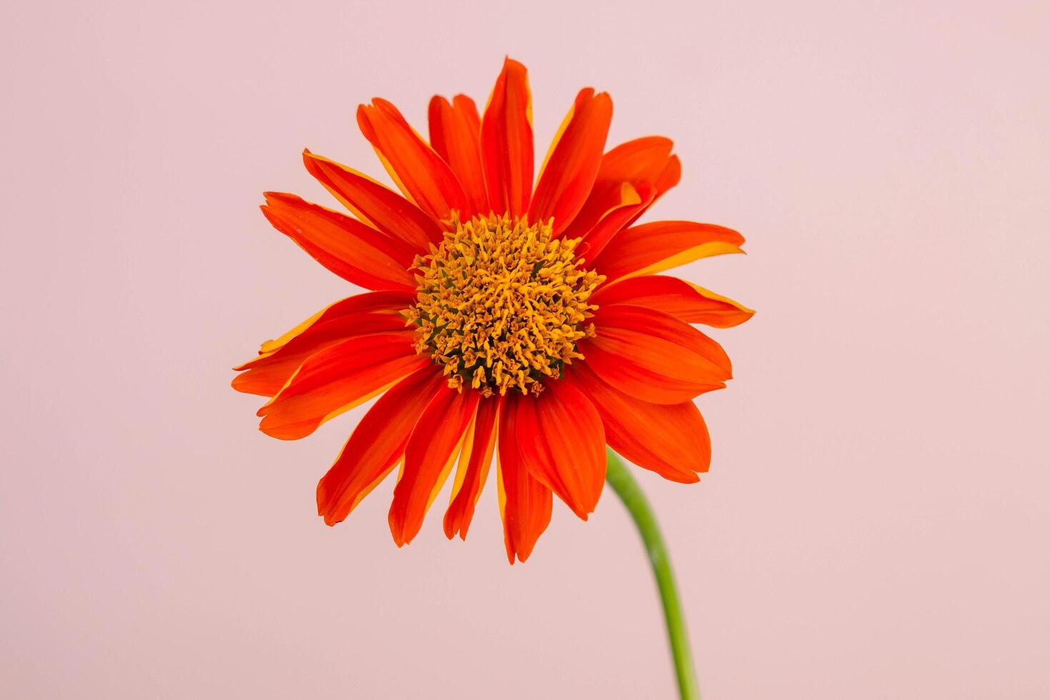 vicino su di fioritura rosso fiori e tempo periodo di secco fiori su luminosa colore sfondo. foto