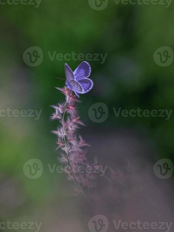 piccola e bellissima farfalla foto