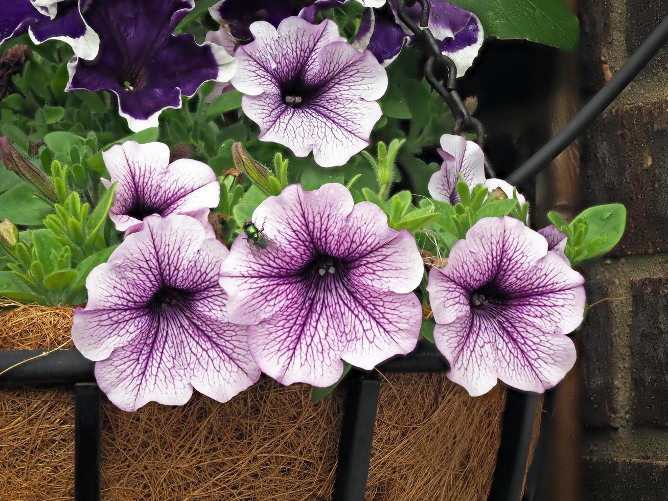 fiori di petunia viola in un cesto appeso foto