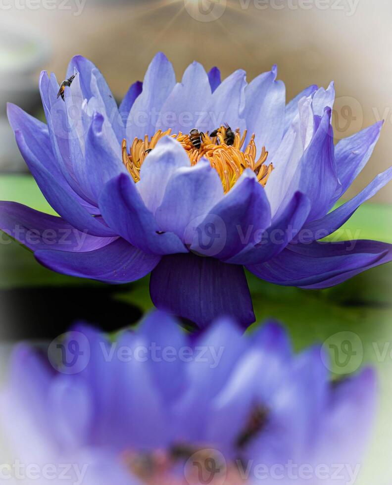 vicino su viola loto fiori fioritura nel il stagno con natura sfondo con morbido leggero di il sole. immagine guardare contento. foto