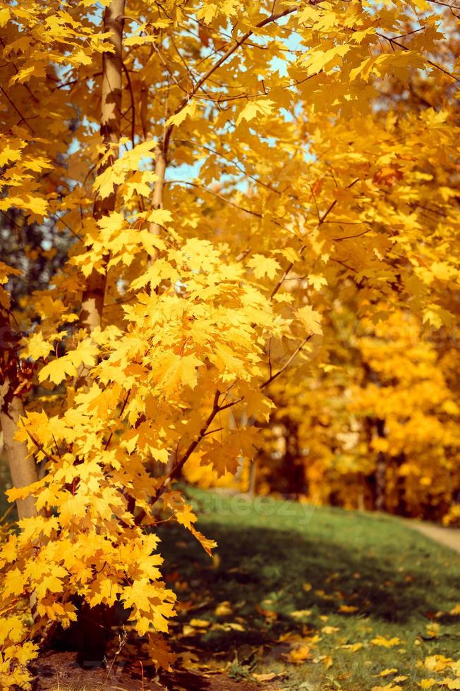 autunno dorato autunno foto