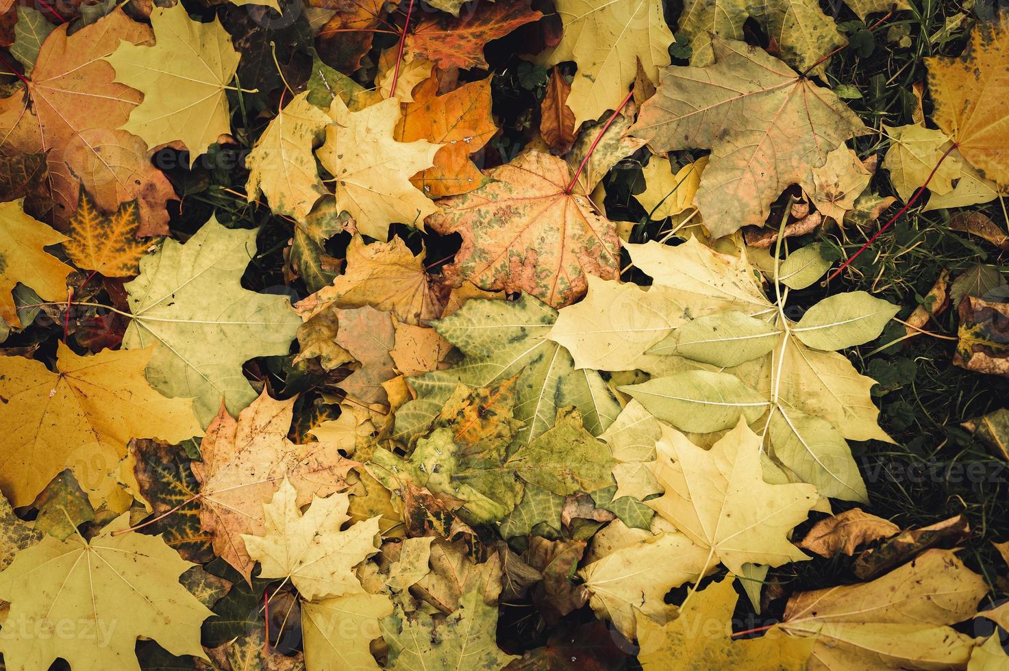 autunno dorato autunno foto