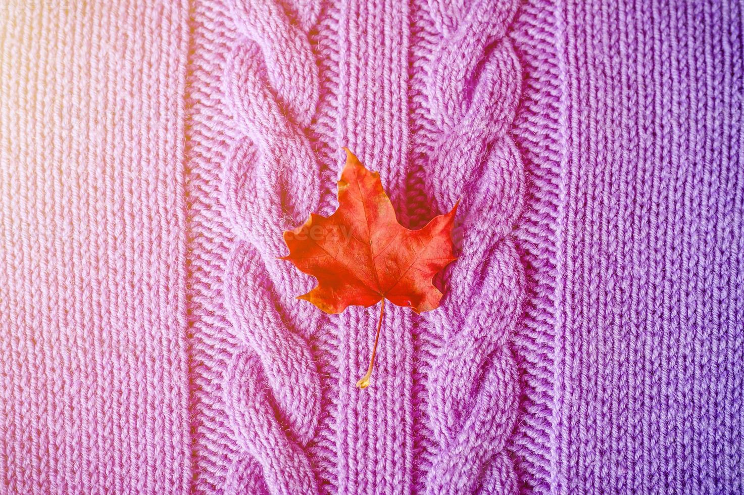 piccola foglia d'acero autunnale secca rosso brillante su tessuto a maglia viola o maglione con trecce foto