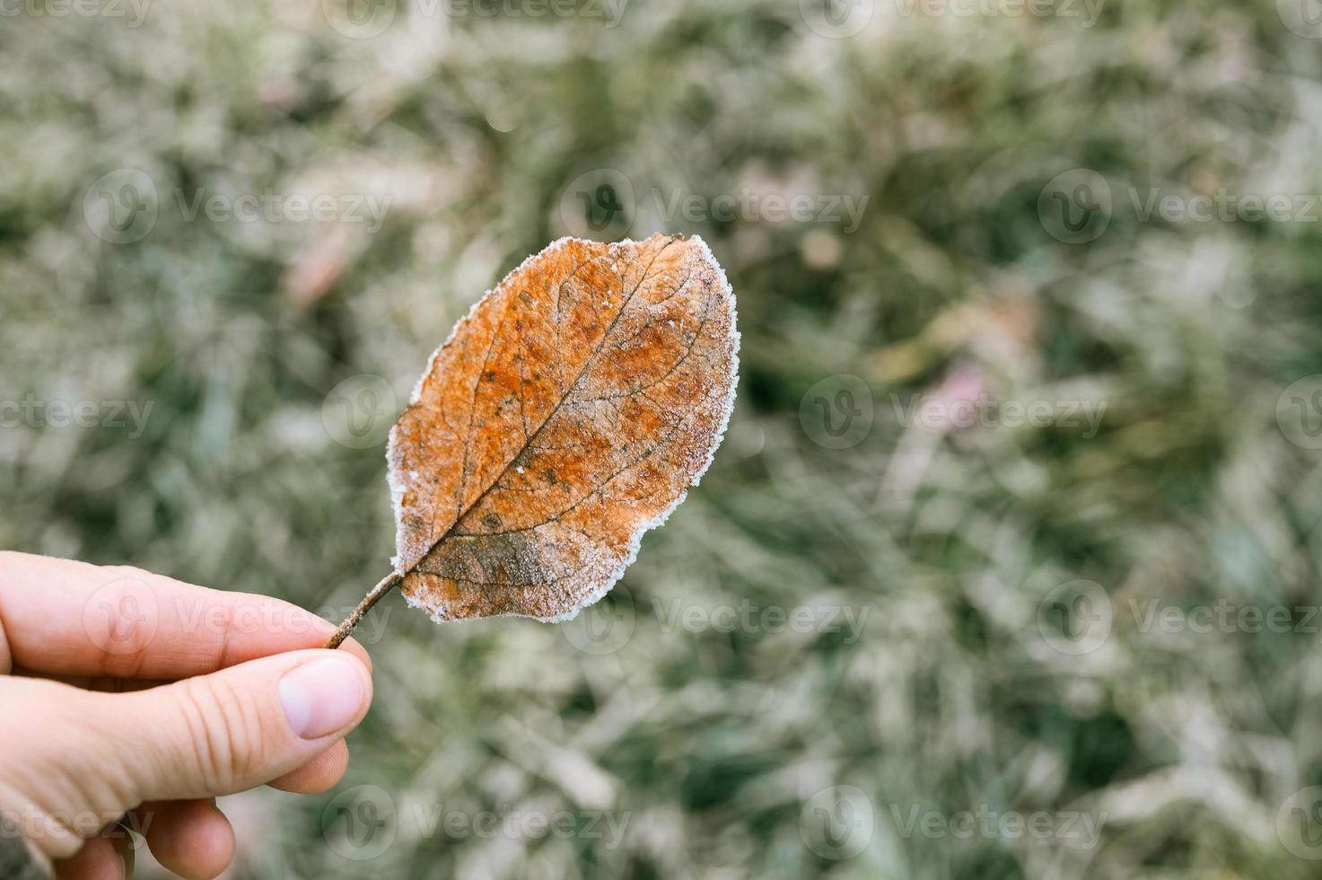 foglia d'autunno caduta nella mano di una donna sullo sfondo di erba verde sfocata foto