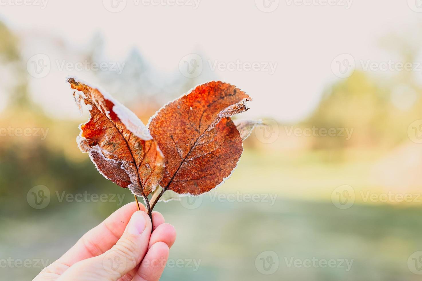 foglia d'autunno caduta nella mano di una donna sullo sfondo di erba verde sfocata foto