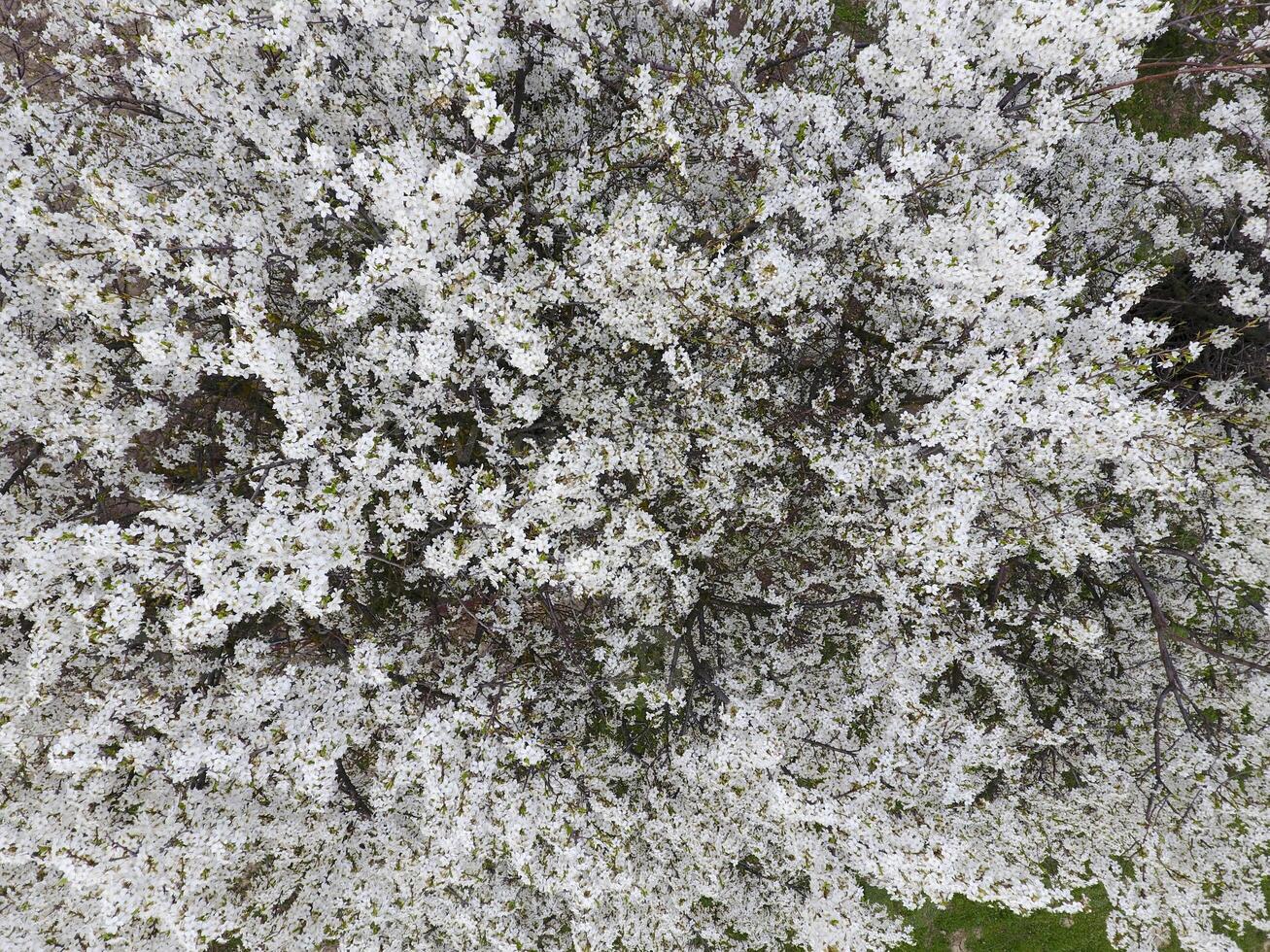 fioritura ciliegia prugna. bianca fiori di prugna alberi su il rami di un' albero. primavera giardino. foto