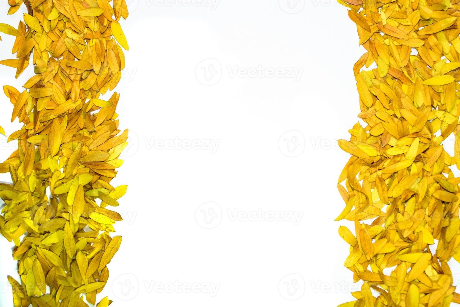 gledizia triacantnos, giallo le foglie foto