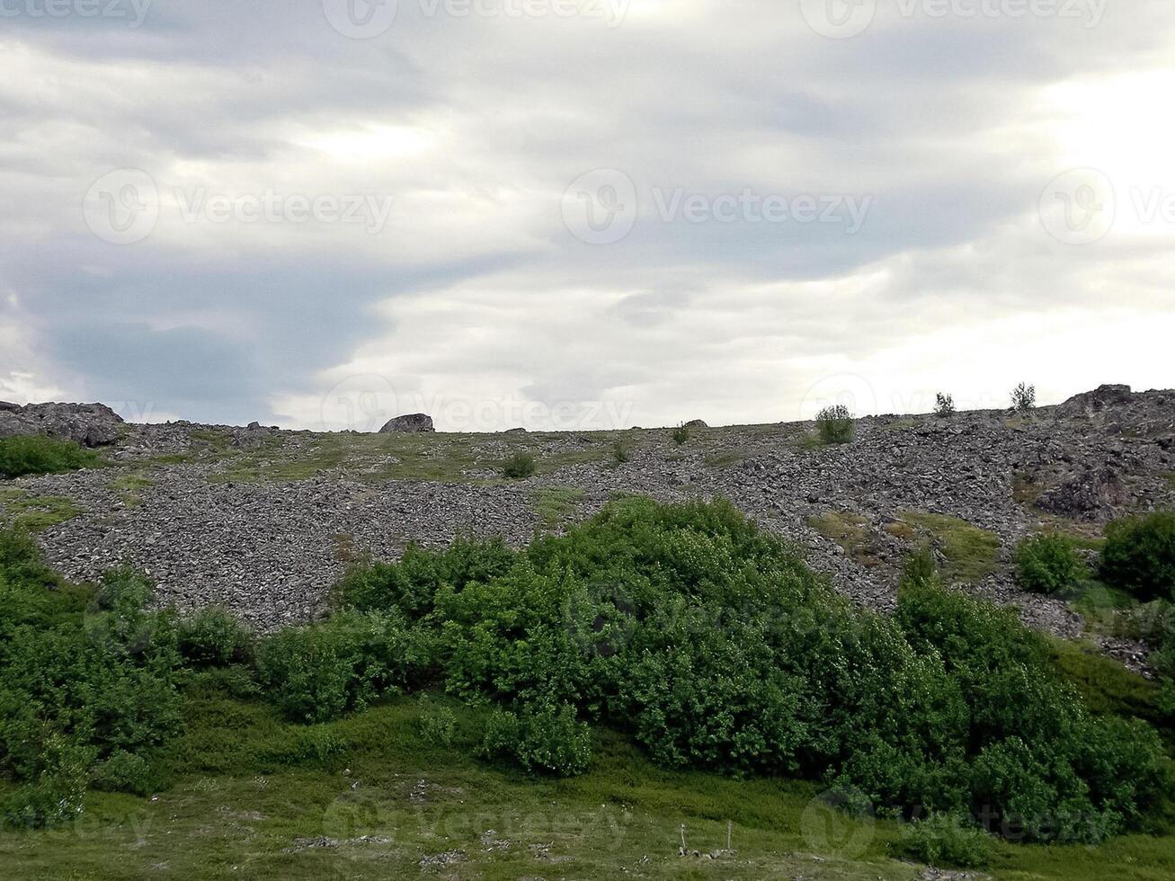 foresta tundra paesaggio nel il estate. taiga di Siberia. yamal. foto