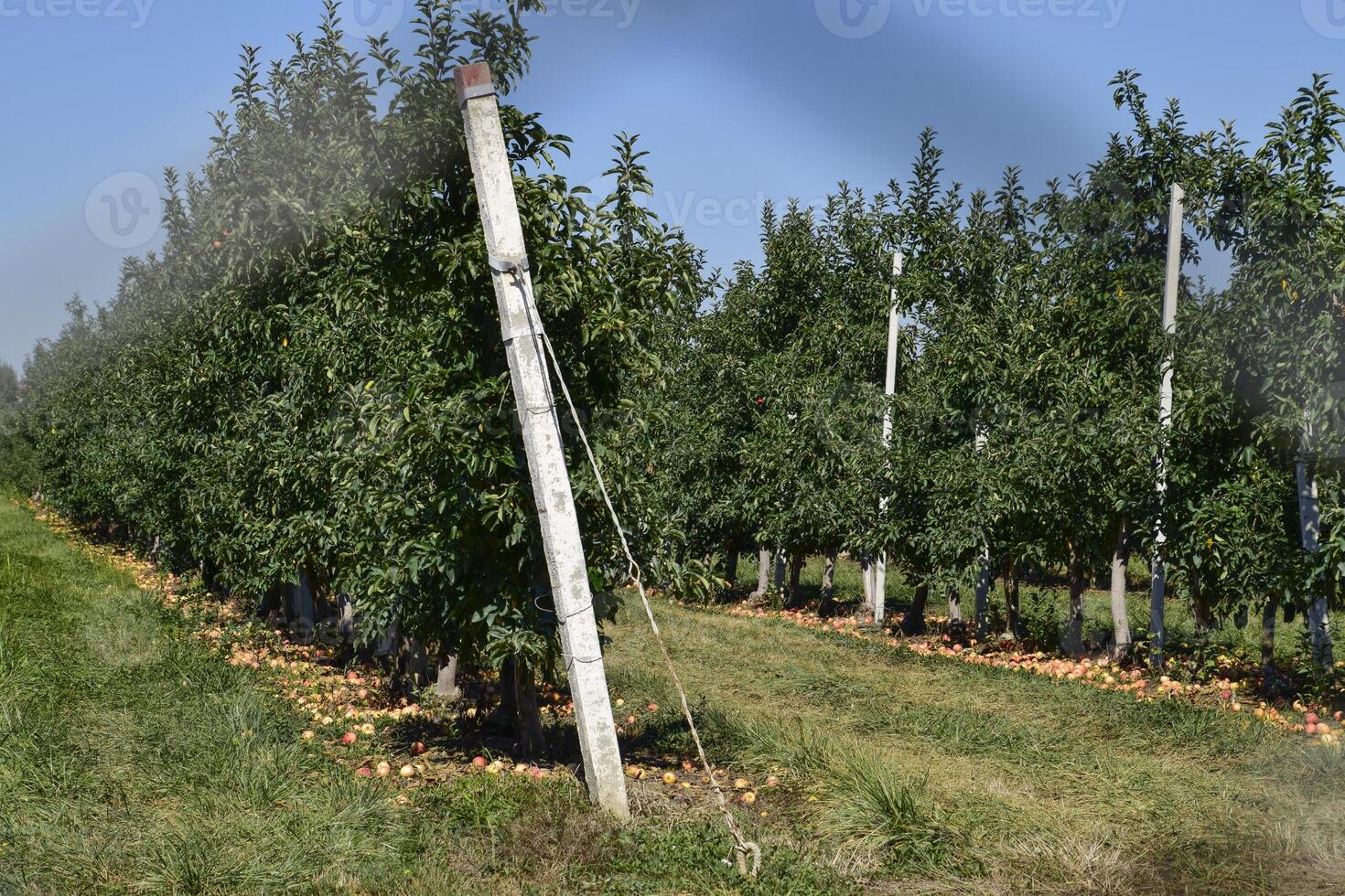 Mela frutteto. righe di alberi e il frutta di il terra sotto t foto