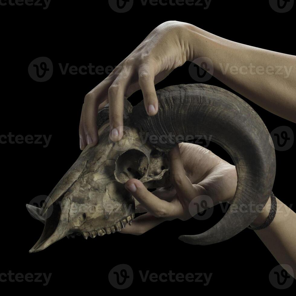 foto di cornuto capra o pecora mano e cranio