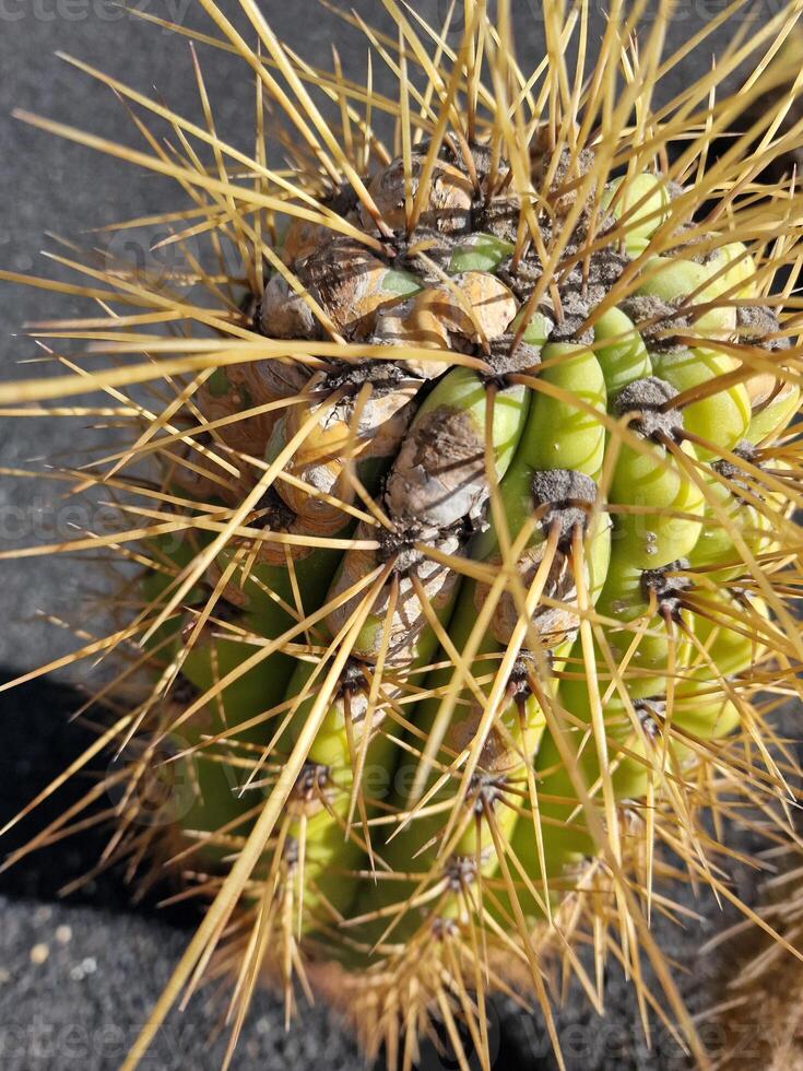 Esplorare quello di lanzarote sbalorditivo cactus giardini, dove il vivace tonalità e varia forme di queste impianti creare un' ipnotizzante arazzo di deserto vita. foto