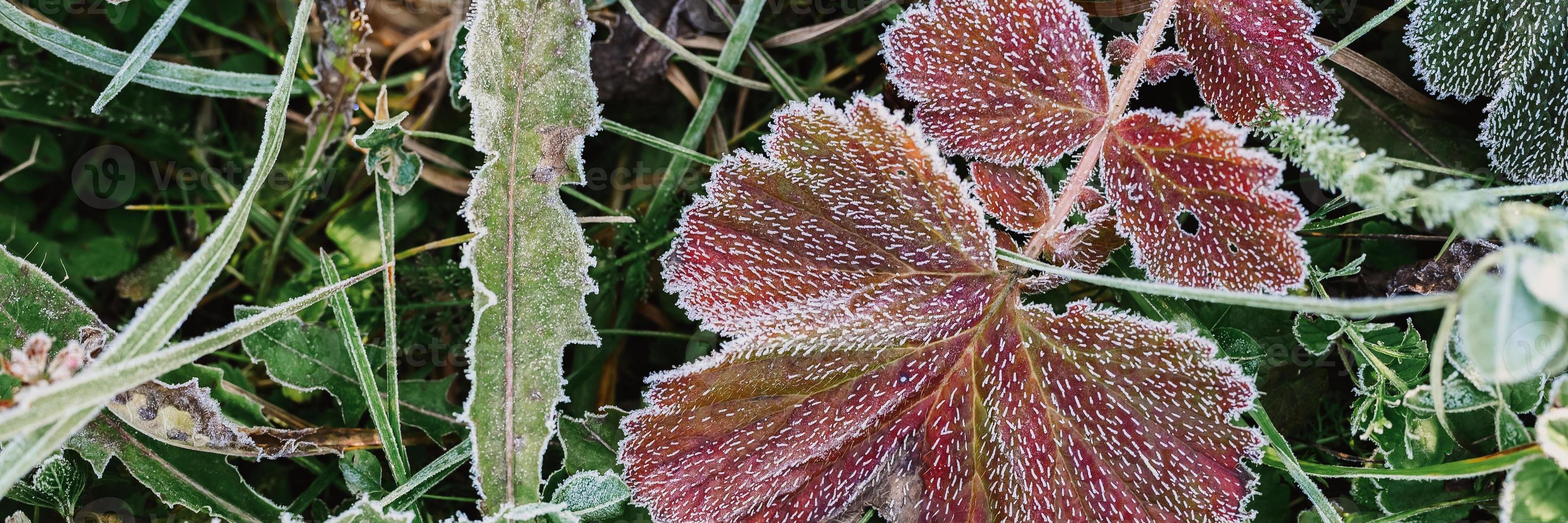 foglie d'erba gelate congelate in autunno foto