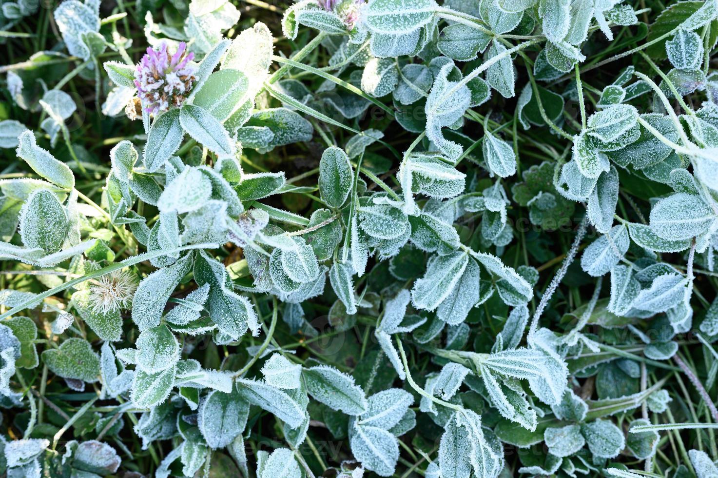 foglie d'erba gelate congelate in autunno foto