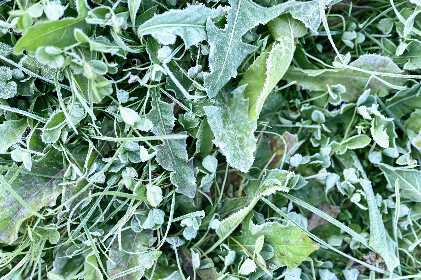 erba verde con brina mattutina e luce solare in giardino foto