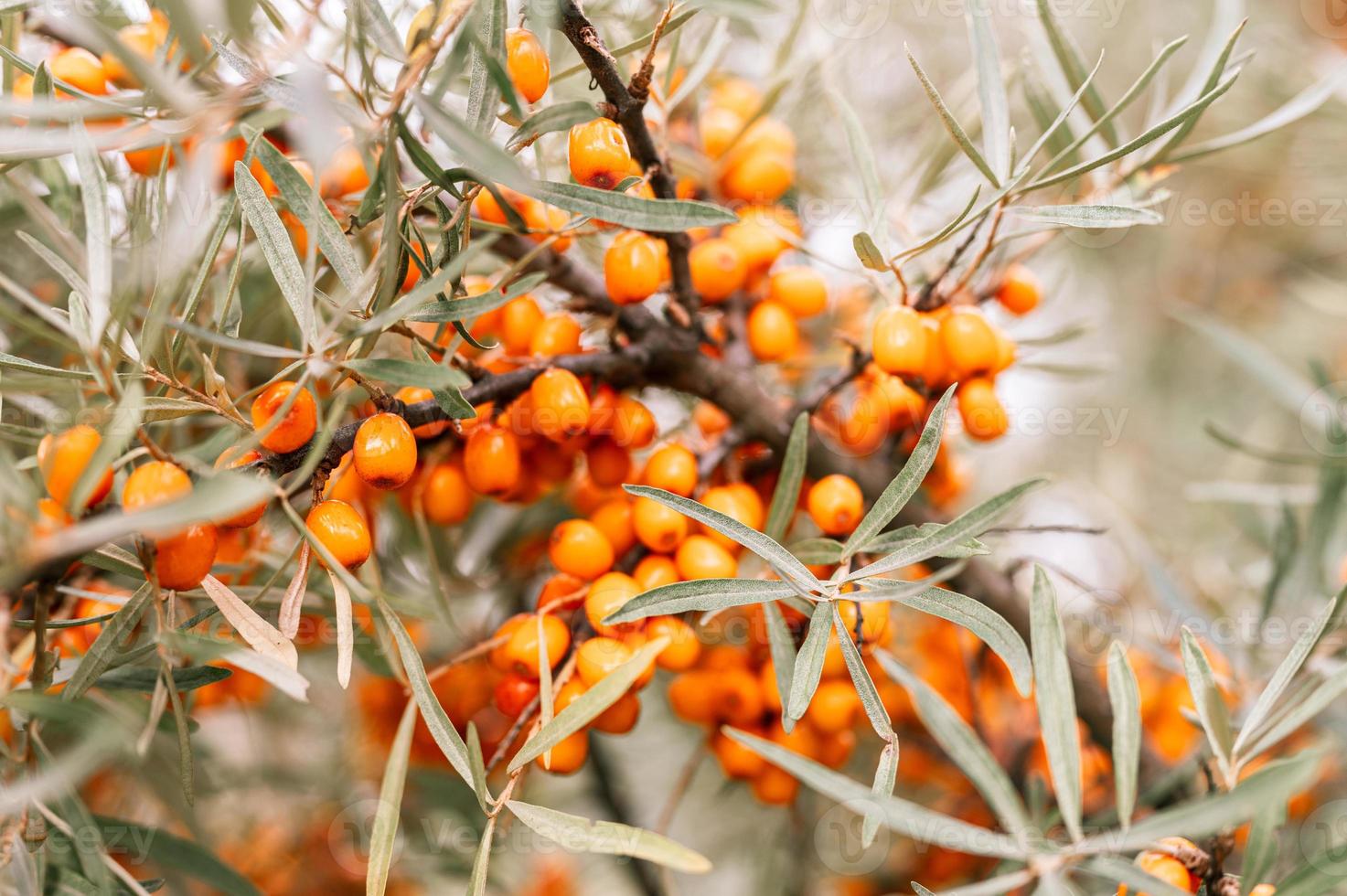 un ramo di bacche di olivello spinoso arancione da vicino foto