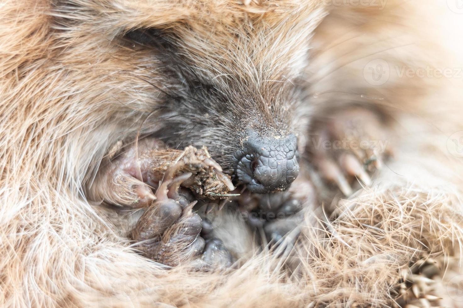 animale piccolo riccio foto