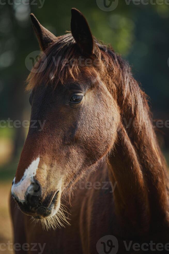 vicino su testa di femmina cavallo in piedi all'aperto foto